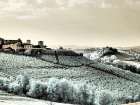 Italy, Pedemonte, Langhe, Barolo. Vineyards Art Print